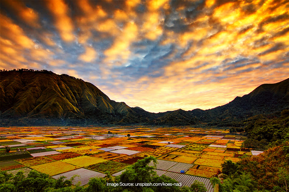 Sawah-sawah Ini Fotogenik Banget, Wajib Mampir Sih Bro!